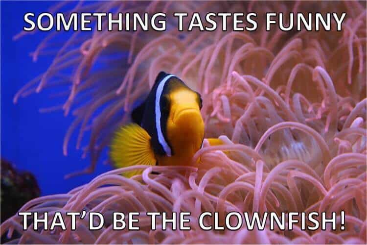 Jeux de mots de poisson clown