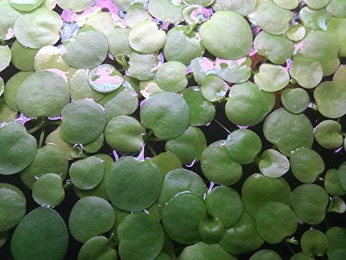 SoShrimp 20+ Plantes Amazon Frogbit - Plante flottante d'aquarium d'eau douce en direct