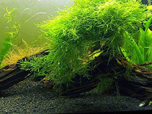 Aquatic Arts Java Moss (grande portion de 25 pouces carrés) Plantes d'aquarium d'eau douce | Plante vivante de mousse de Java pour aquarium | Plantes d'aquarium en direct | S'accorde bien avec les boules de mousse Marimo dans un aquarium planté