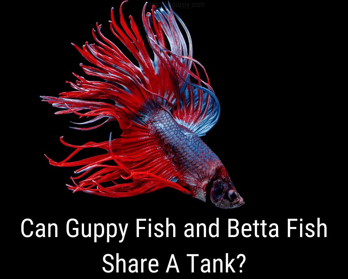 Les poissons Guppy et Betta peuvent-ils partager un réservoir?