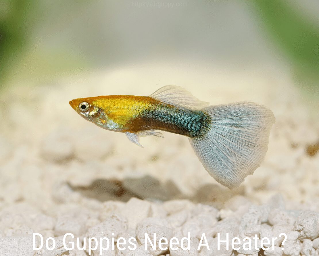 Les Guppies ont-ils besoin d'un appareil de chauffage?