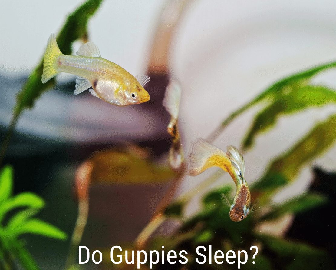 Les Guppies dorment-ils?