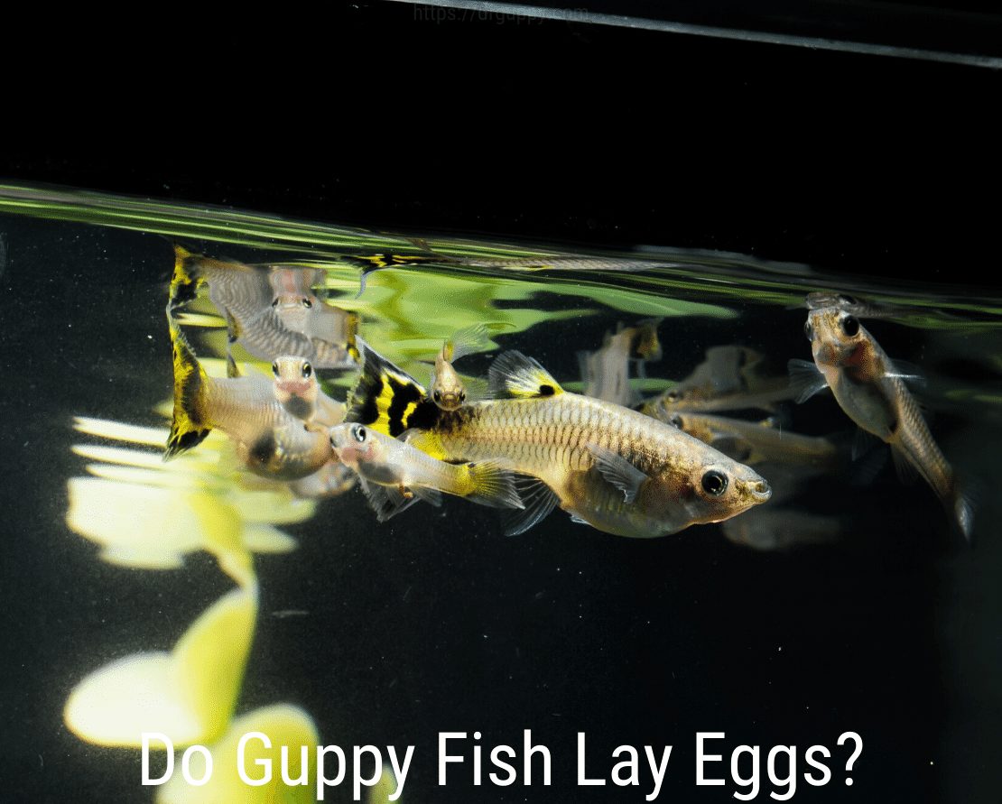 Les poissons Guppy pondent-ils des œufs?