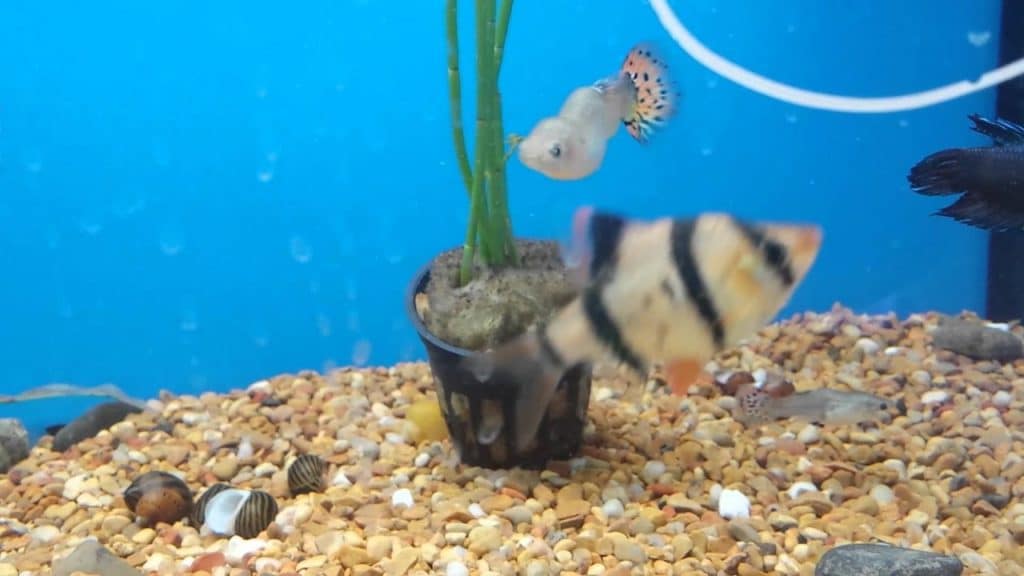 Guppy Bent Spine - Scoliose et tuberculose