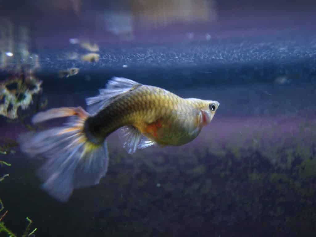 Guppy Fish Dropsy - Causes et traitement possible