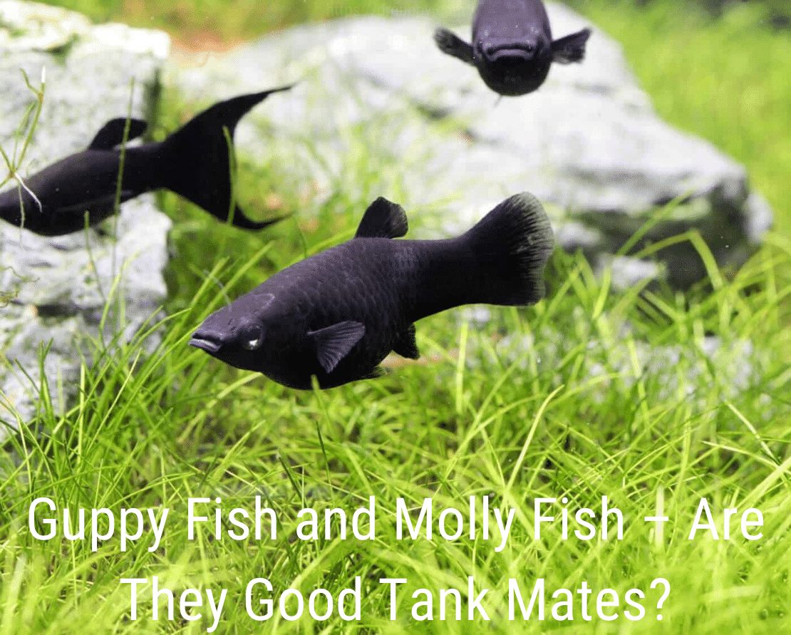 Guppy Fish et Molly Fish - Sont-ils de bons compagnons de réservoir?