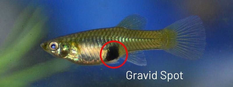 Tache gravide guppy femelle.