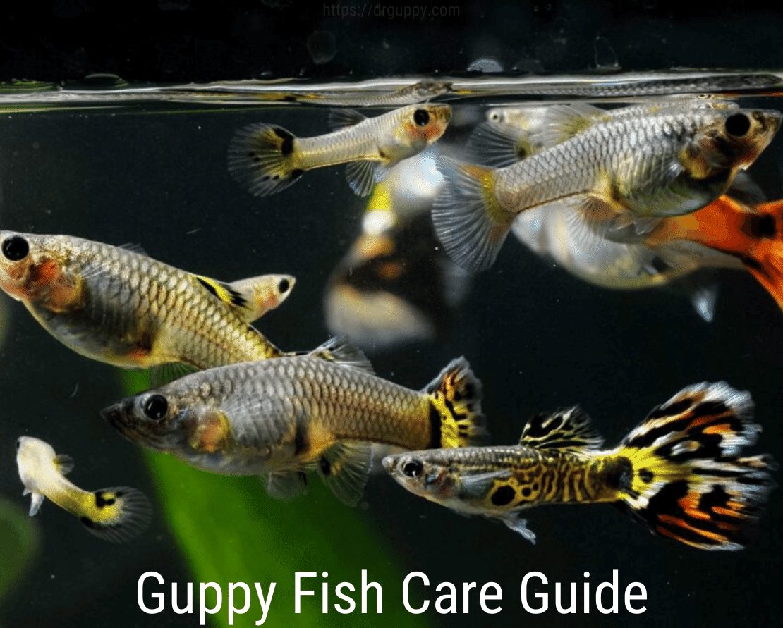 Guide de soin du poisson Guppy