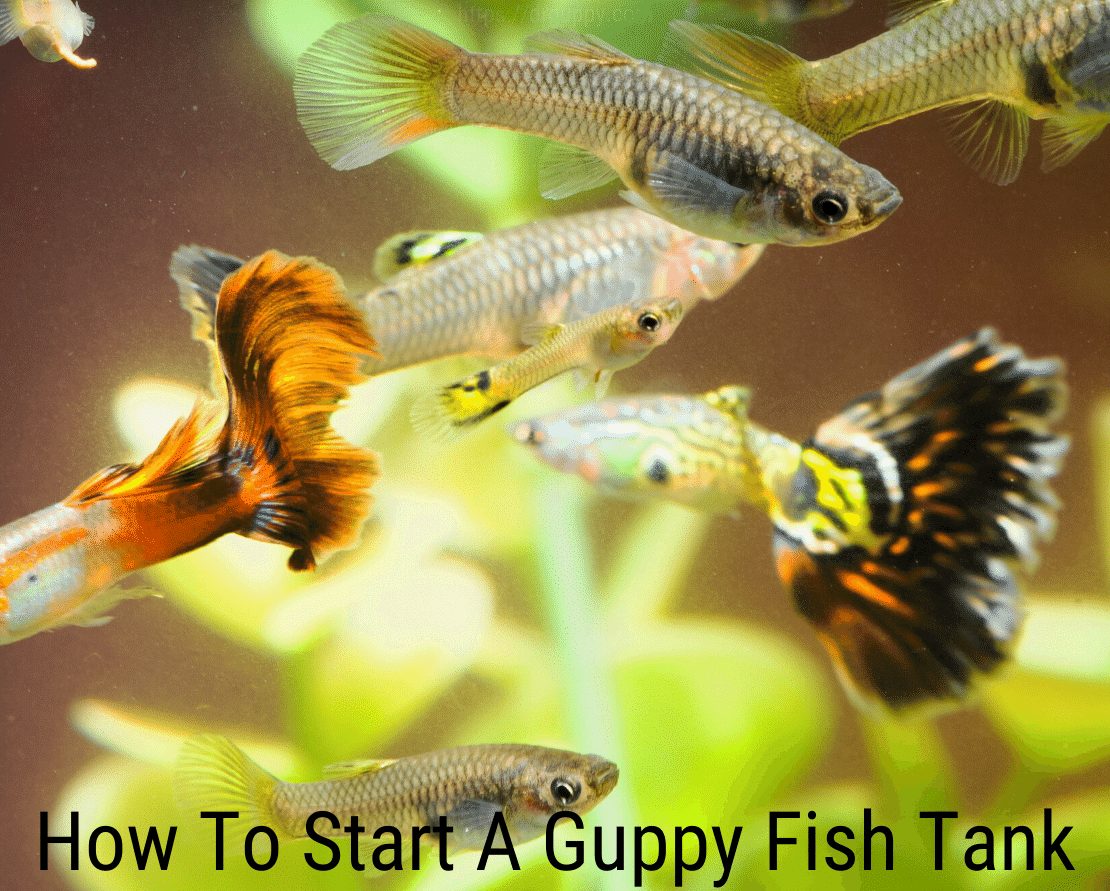Comment démarrer un aquarium Guppy?