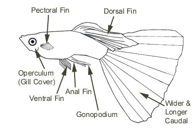 Mâle adulte Guppy - Pièces
