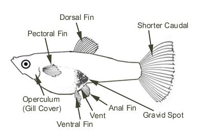 Guppy femelle adulte - Pièces