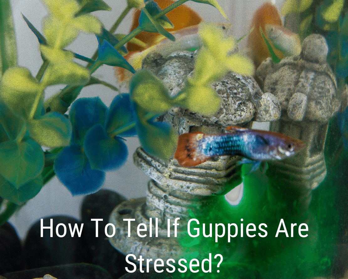 Comment savoir si les guppys sont stressés
