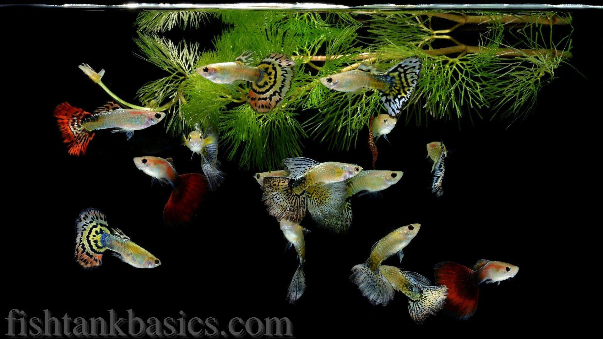 Poisson Guppy près du sommet de l'aquarium.