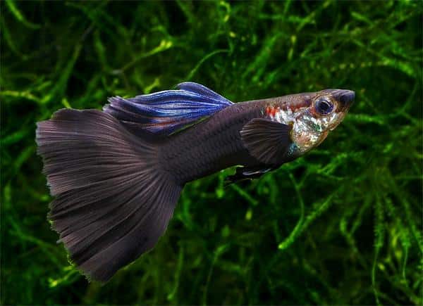 Guppy noir.