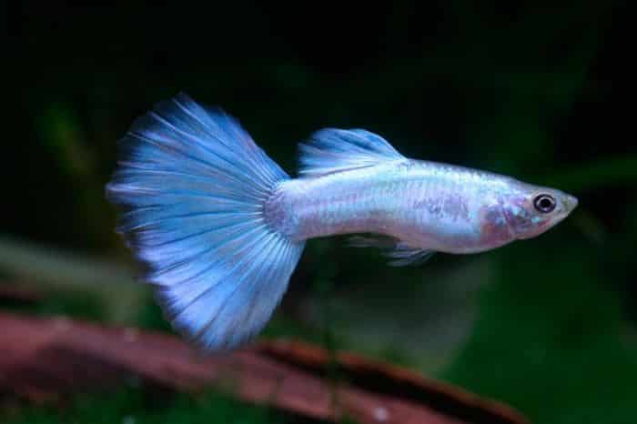 Guppy bleu néon.