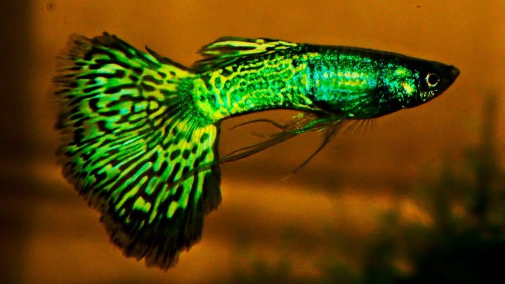 Cobra Guppy à tête métallique verte
