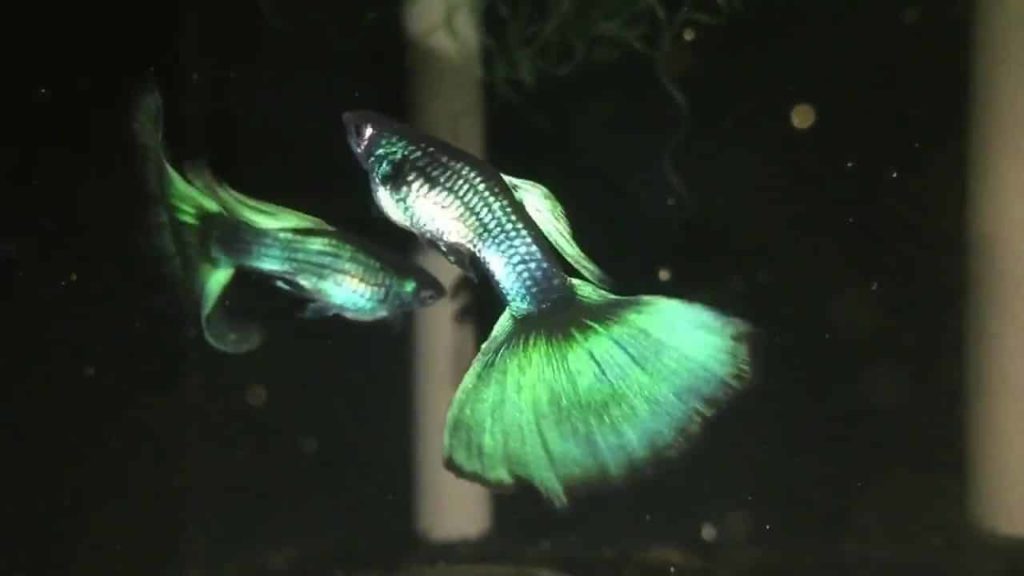 Moscou vert Guppy