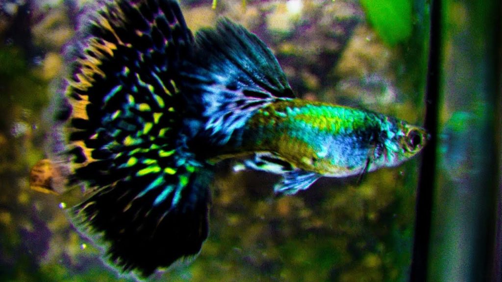 Guppy vert demi-lune.