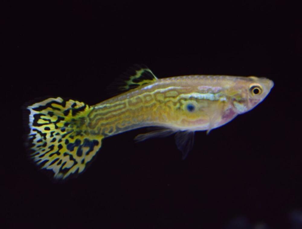Cobra Guppy vert.