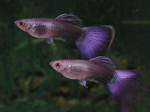 Guppies pourpres.