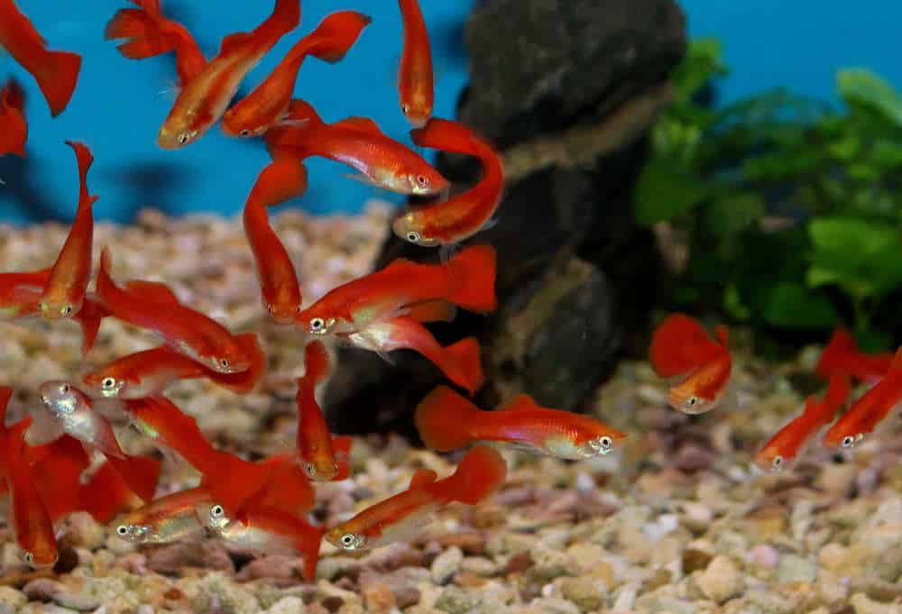 Blonde rouge Guppy