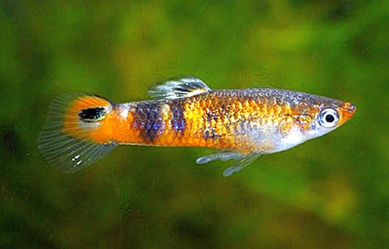 Guppy orange.