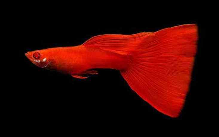 Guppy Full Red Albino.