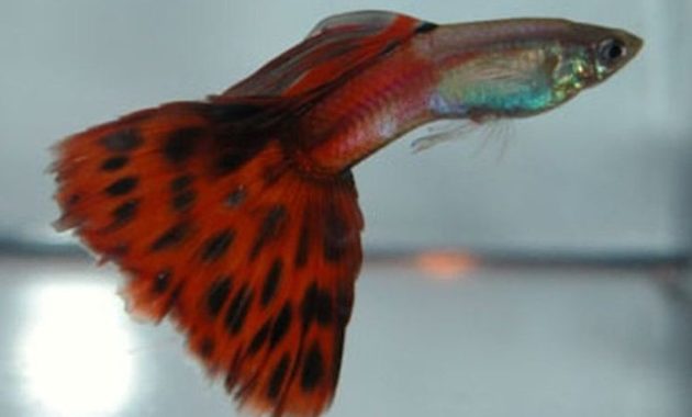 Guppy bicolore rouge
