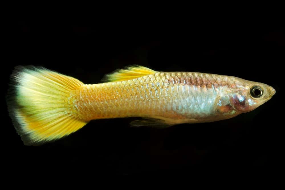 Guppy jaune.