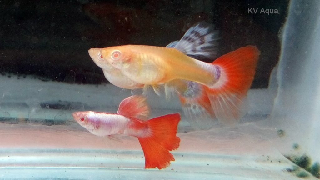 Guppy albinos à queue rouge