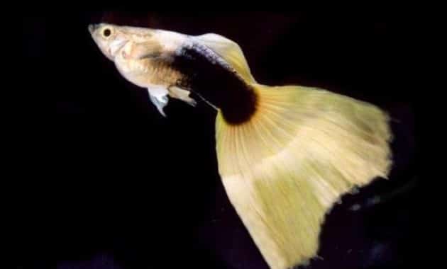 Guppy jaune demi-noir