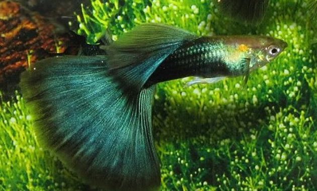 Guppy vert demi-noir.