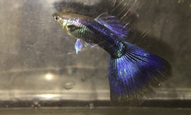 Guppy demi noir violet