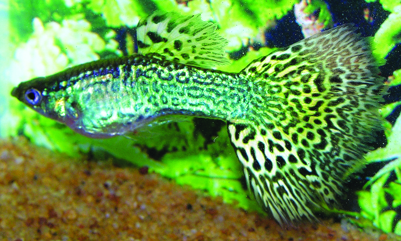 Cobra Guppy vert.