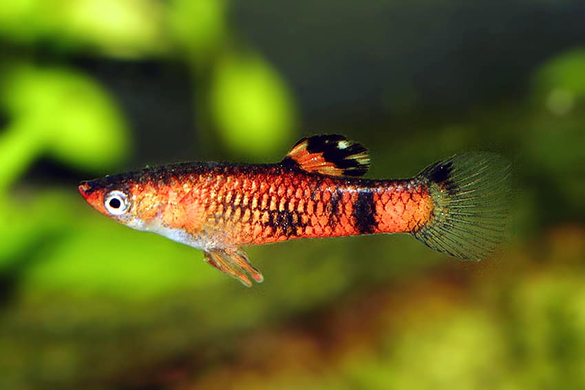 Guppy rouge.