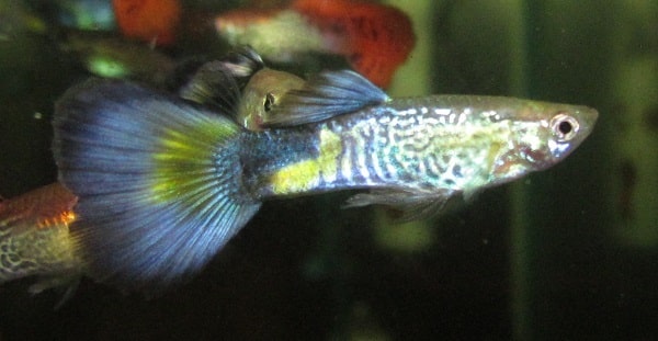 Guppy Cobra bleu