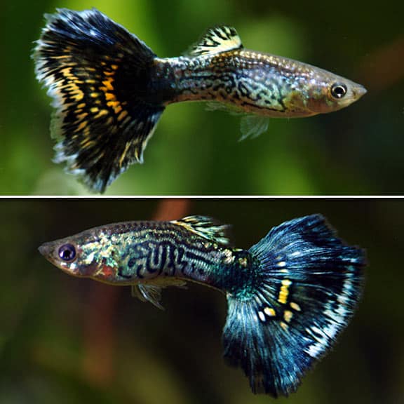 Guppys de cobra bleu.