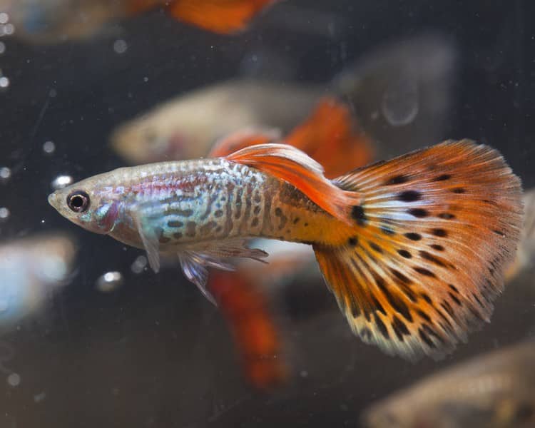 Guppy cobra rouge mâle.