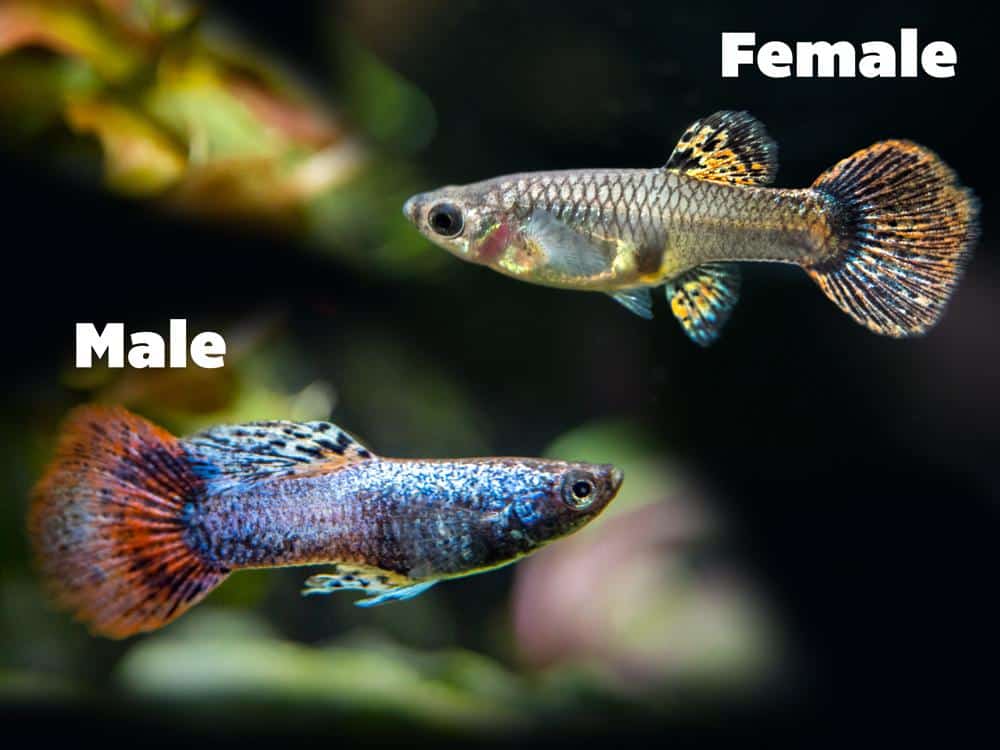 Guppies magenta femelles et mâles.