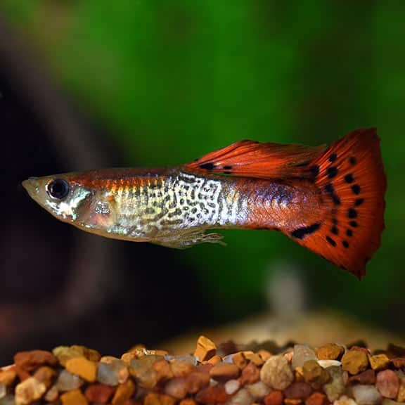 Guppy de cobra rouge.