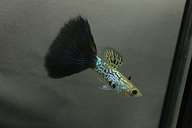 Guppy Cobra noir.