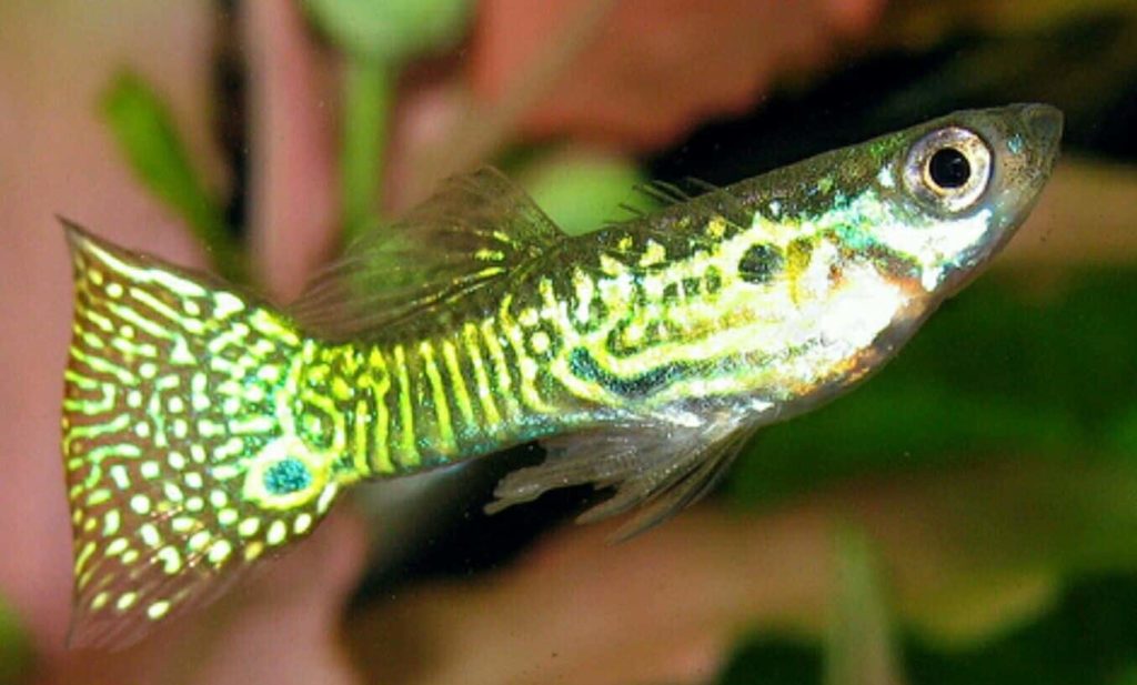 Guppy en peau de serpent doré.