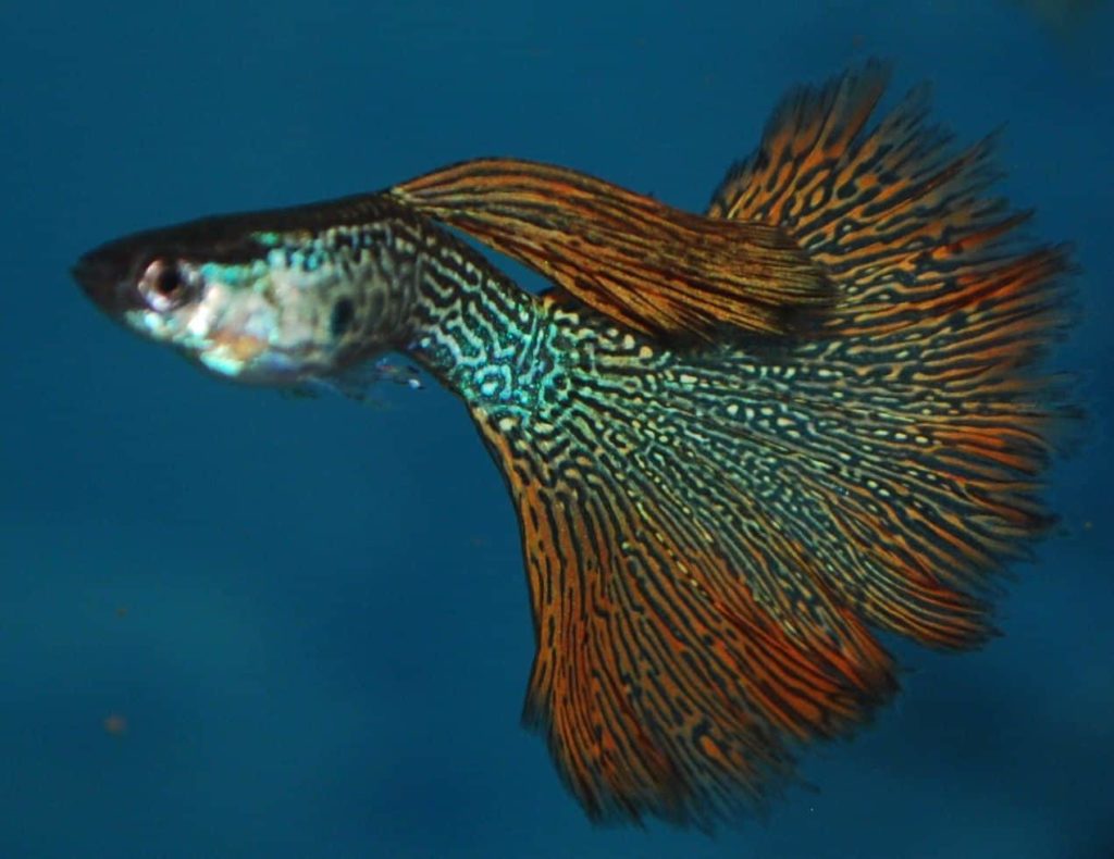 Guppy en peau de serpent rouge.