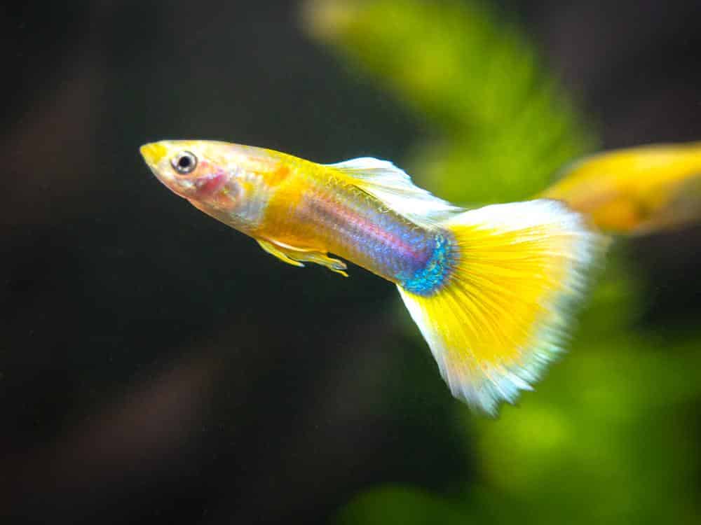 Tuxedo jaune Guppy.