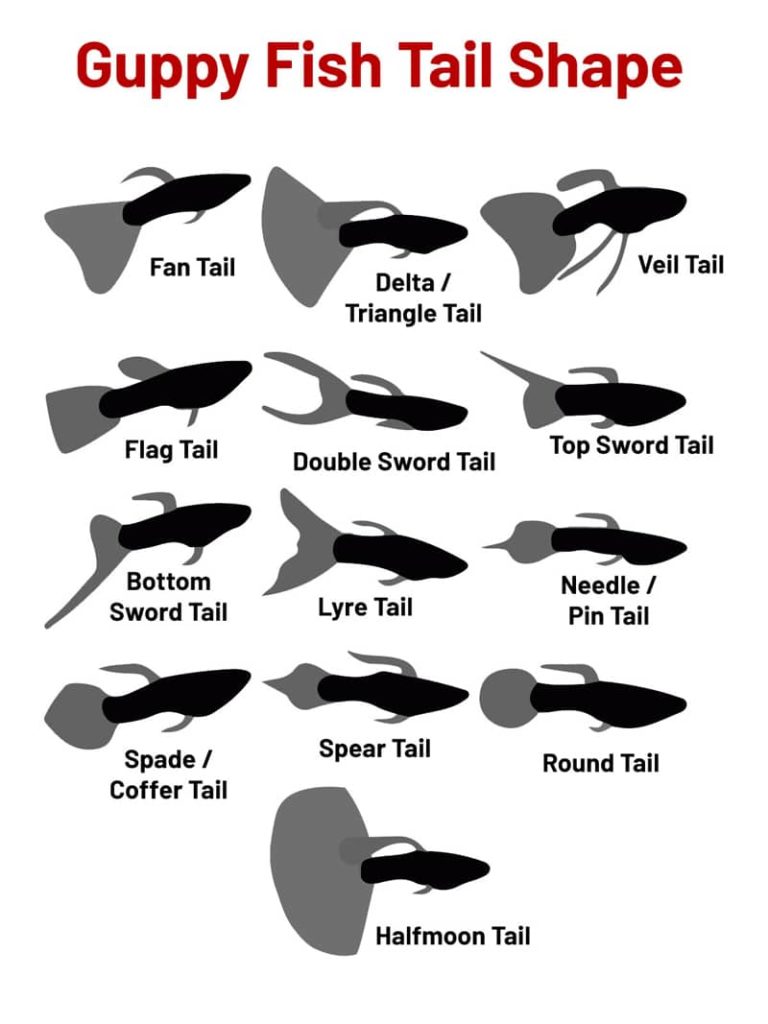 Formes de queue de Guppy FIsh.