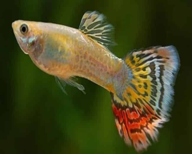 Guppy queue de léopard jaune.