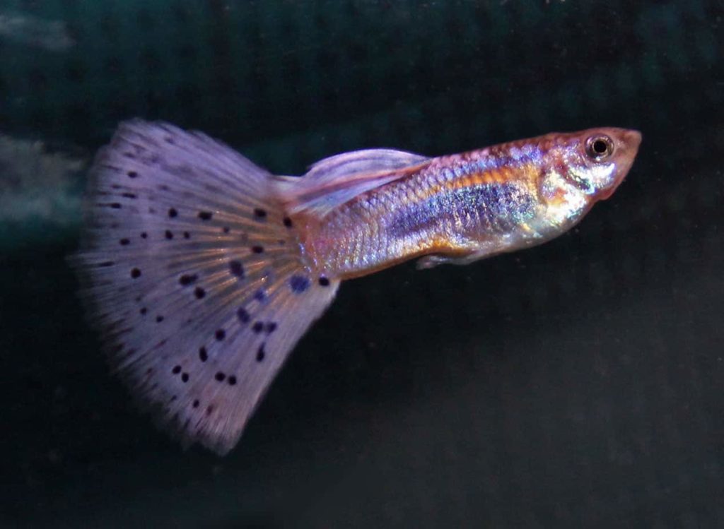 Guppy queue d'herbe pourpre