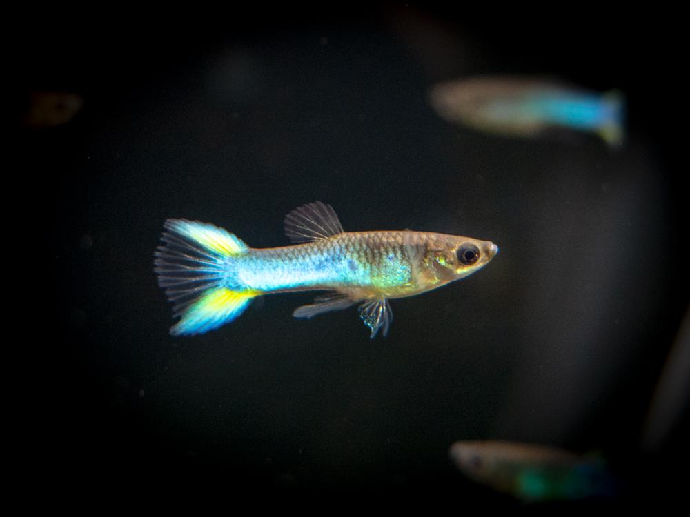 Bleu ciel Endler Guppy.