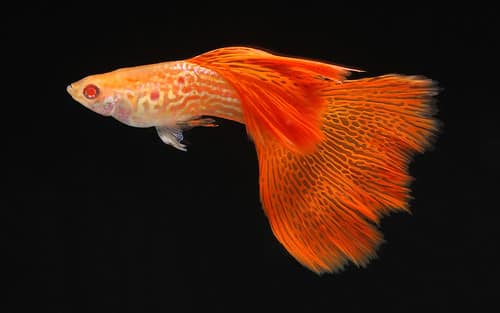Guppy queue de dentelle albinos.