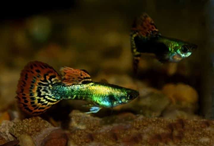 Queue de mosaïque métallique Guppy.